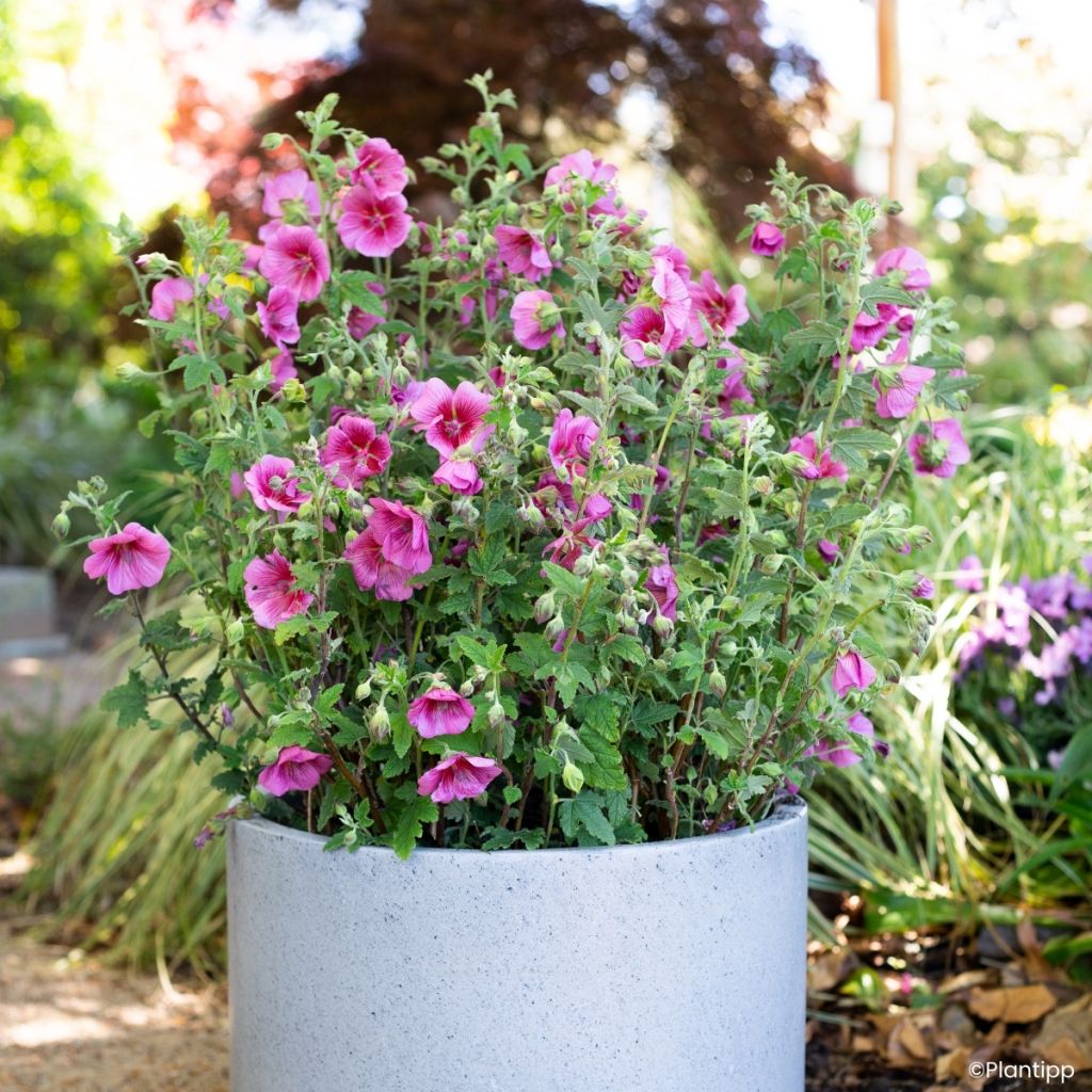 Anisodontea Carnival Lights Celebration - Kaapse malva
