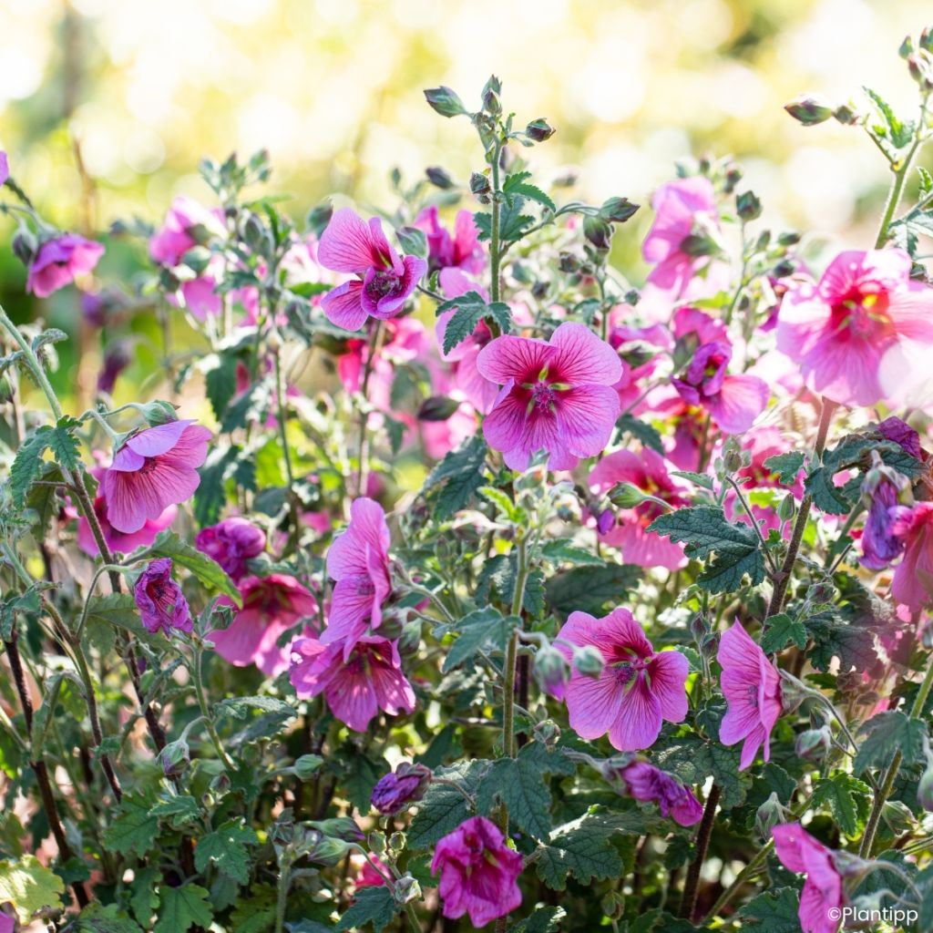 Anisodontea Carnival Lights Celebration - Kaapse malva