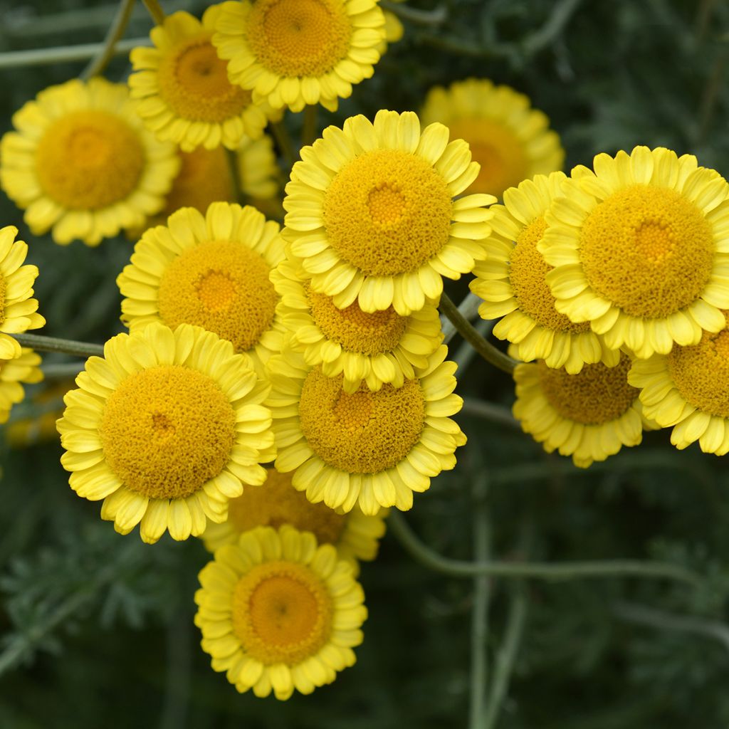 Anthemis sancti-johannis - Oranje kamille