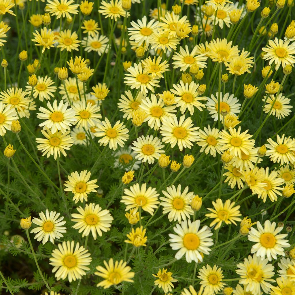 Anthemis tinctoria E.C. Buxton - Gele kamille