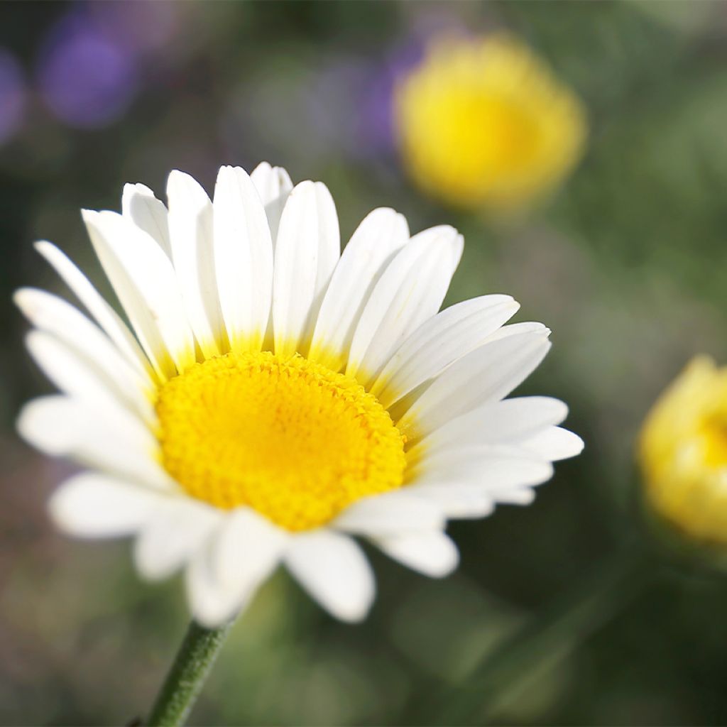 Anthemis tinctoria Sauce Hollandaise - Gele kamille