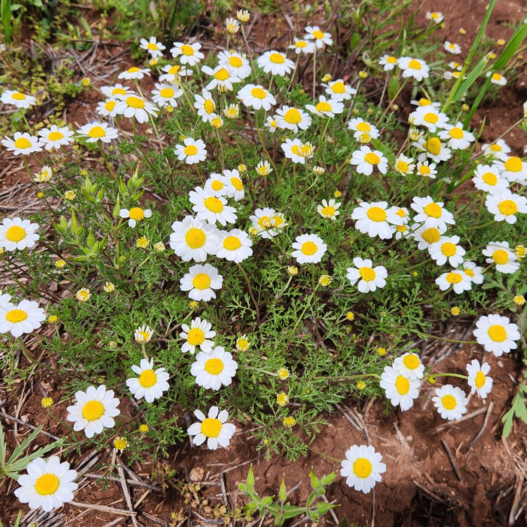 Anthemis cretica - Schubkamille