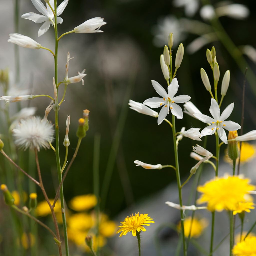 Anthericum liliago - Grote graslelie