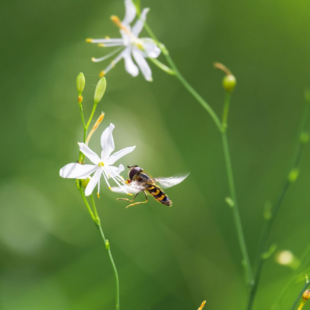 Anthericum liliago - Grote graslelie