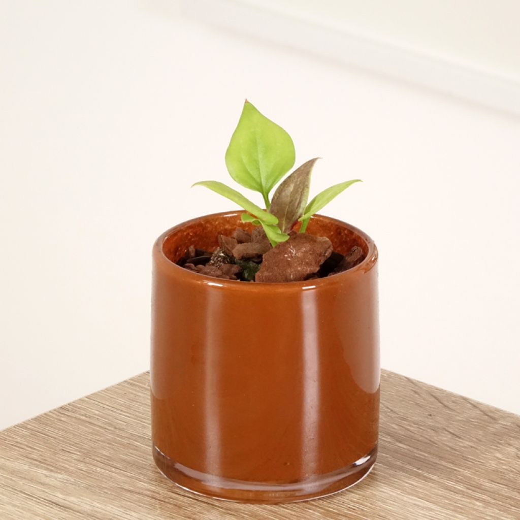 Anthurium jenmanii Gold - Aderplant