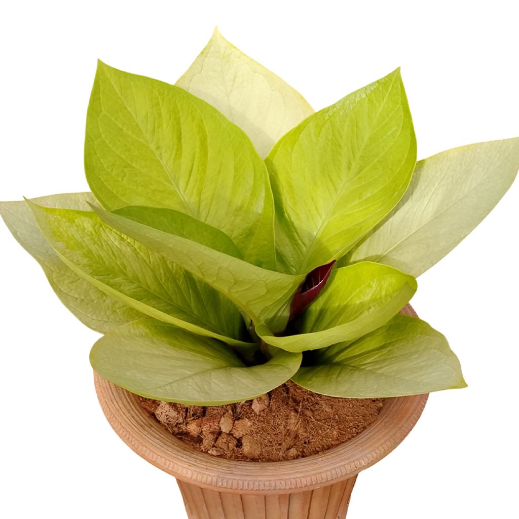 Anthurium jenmanii Gold - Aderplant