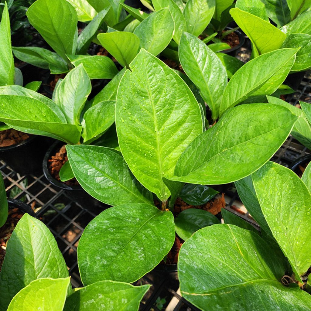 Anthurium jenmanii Green Jady - Aderplant