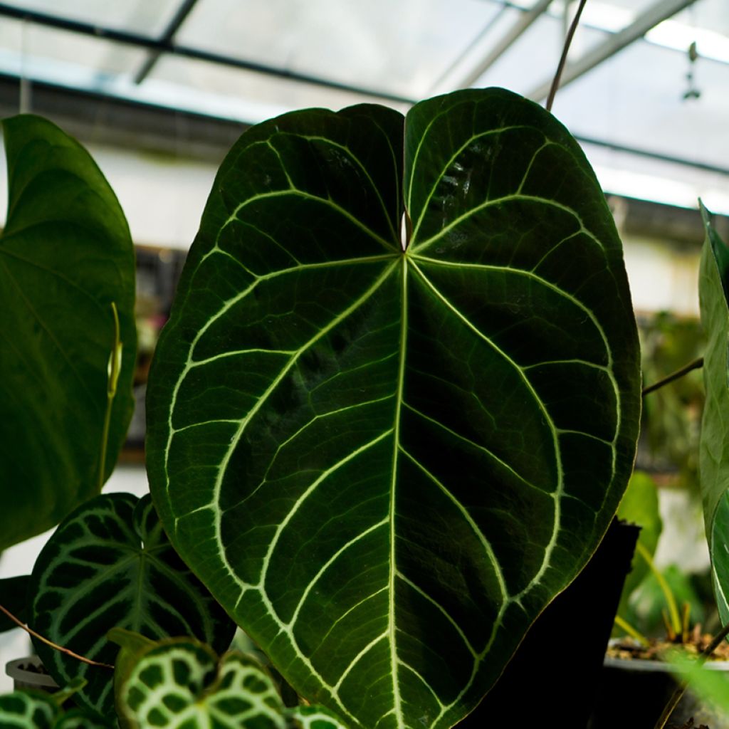 Anthurium magnificum - Flamingoplant