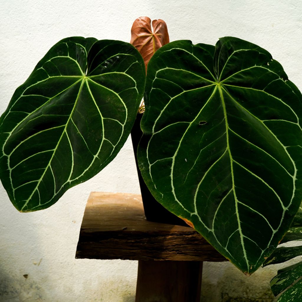 Anthurium magnificum - Flamingoplant