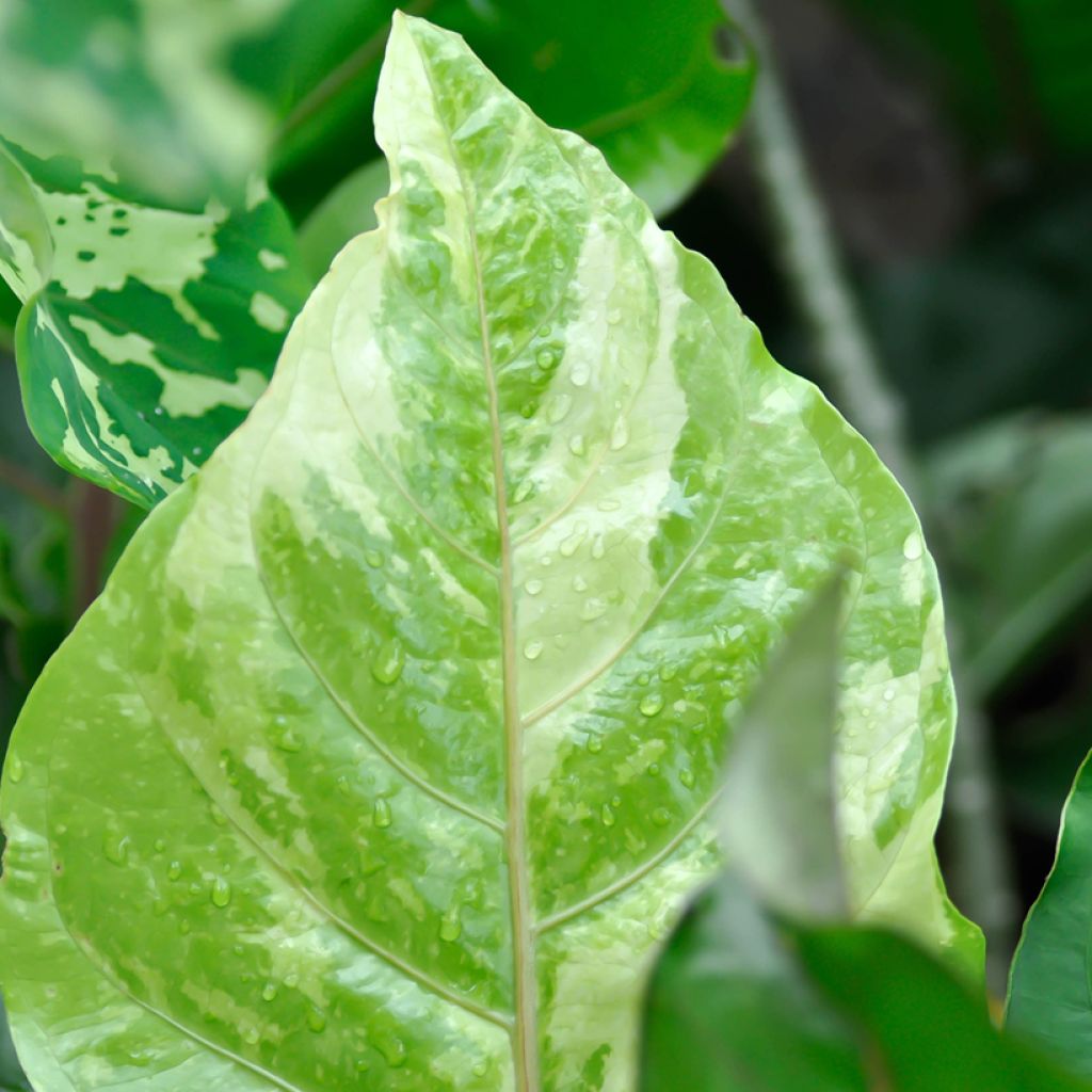 Anthurium Renaissance Variegata - Aderplant