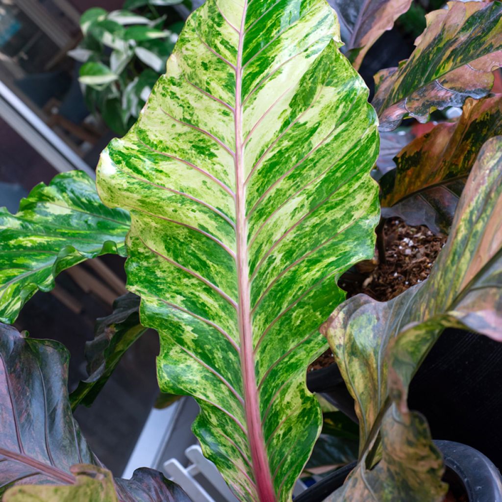 Anthurium Renaissance Variegata - Aderplant