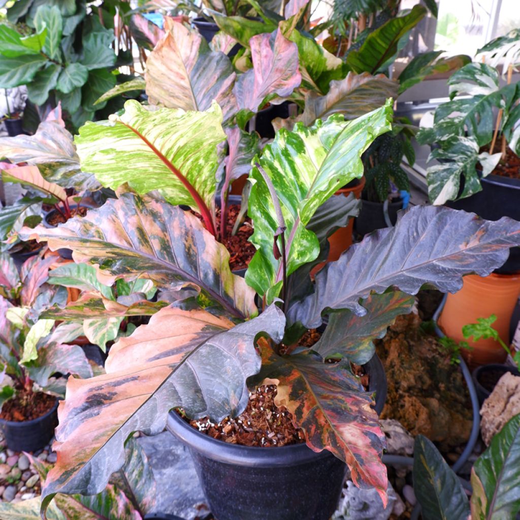 Anthurium Renaissance Variegata - Aderplant