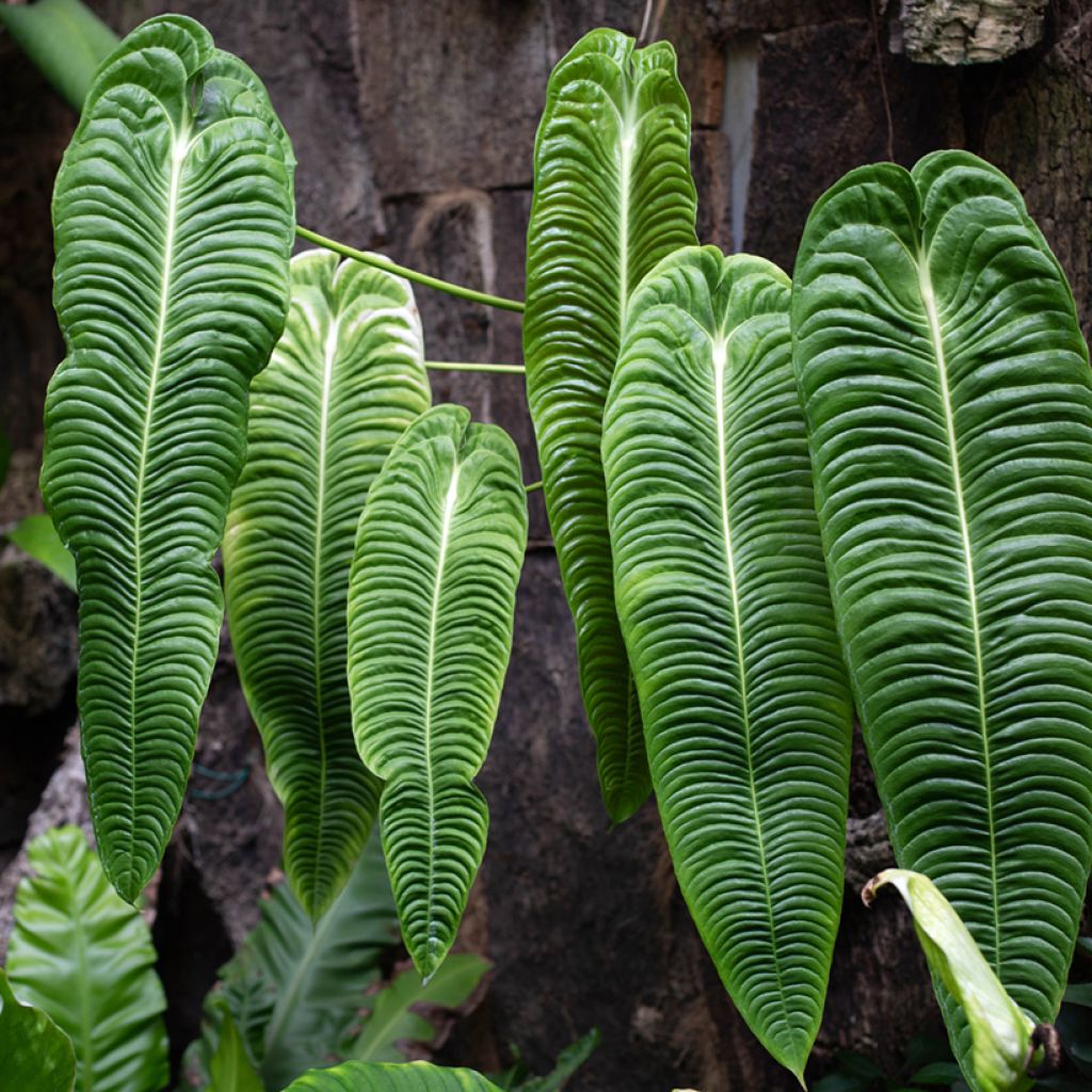 Anthurium veitchii Narrow - Aderplant