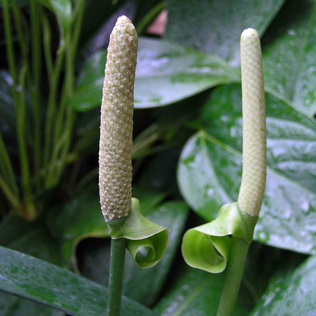 Anthurium bakeri - Aderplant