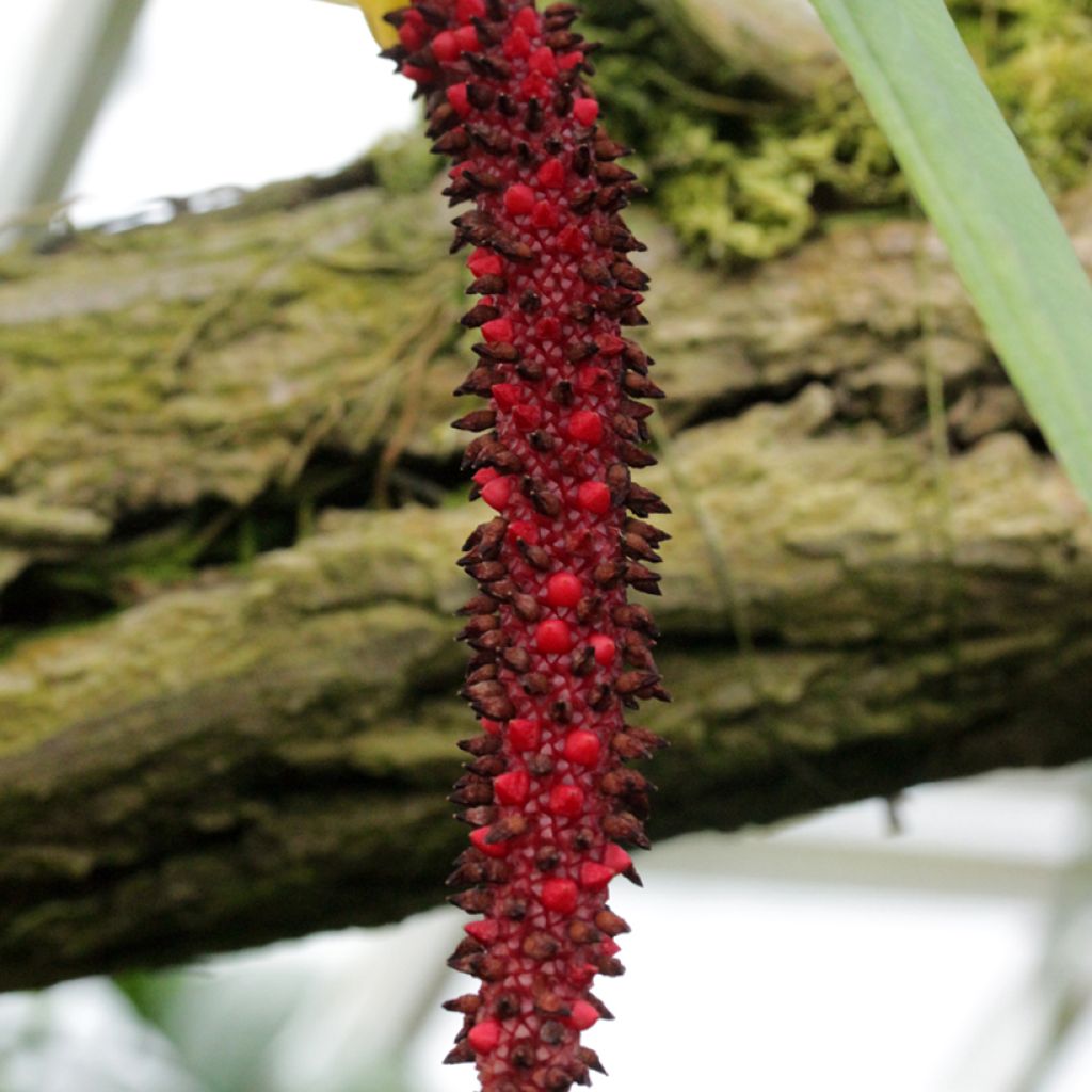 Anthurium bakeri - Aderplant