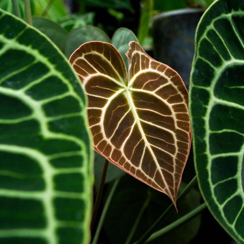 Anthurium clarinervium - Aderplant
