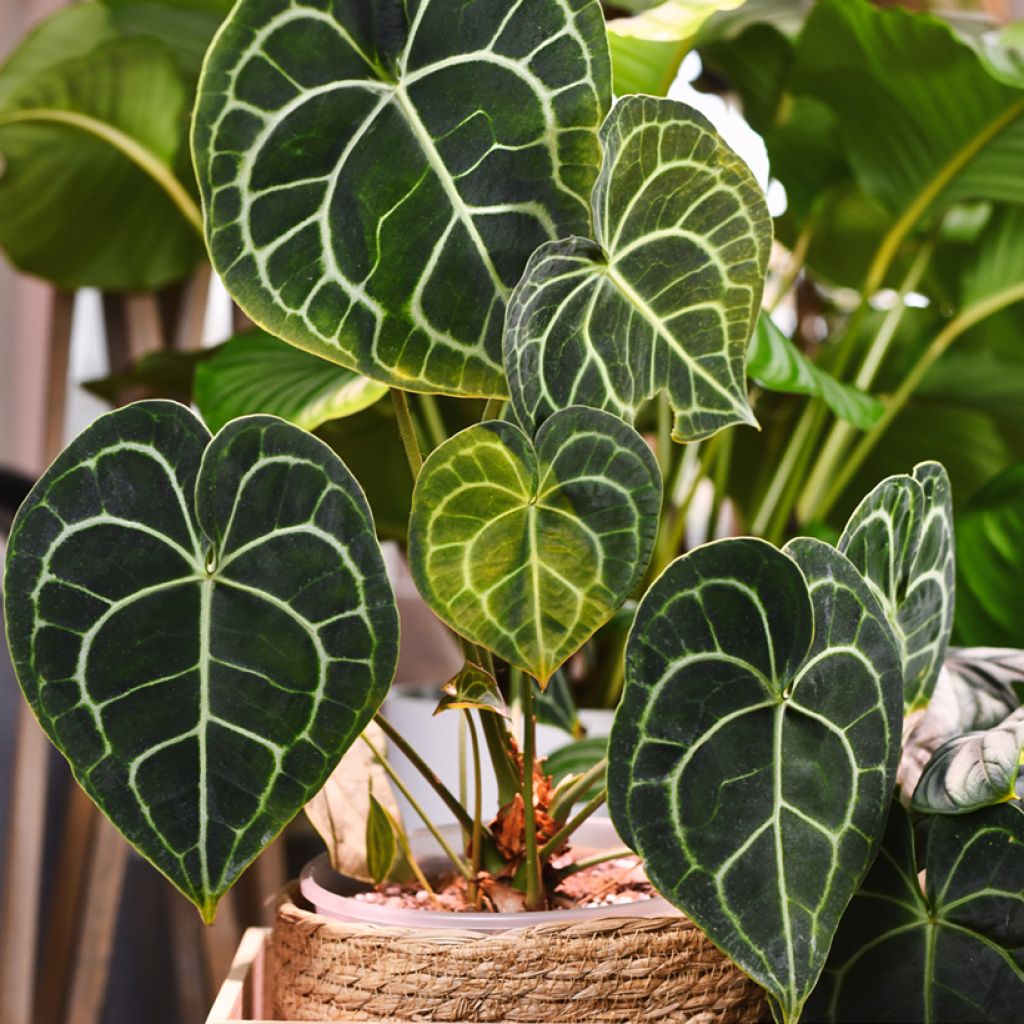 Anthurium clarinervium - Aderplant