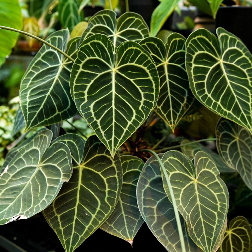 Anthurium clarinervium - Aderplant