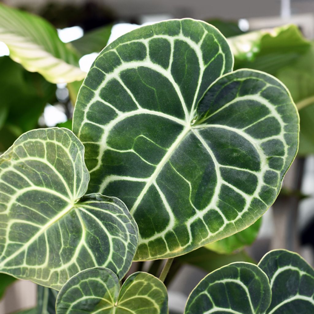 Anthurium clarinervium - Aderplant