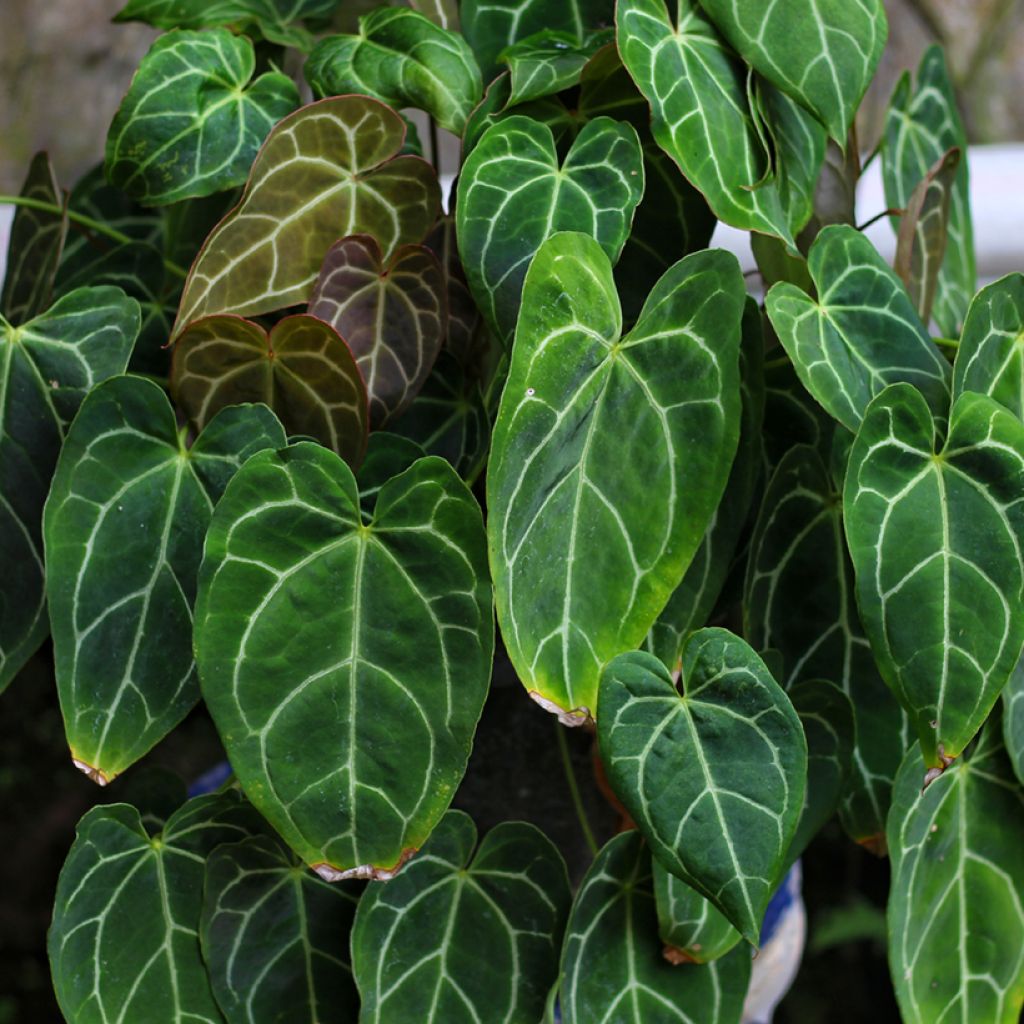 Anthurium crystallinum - Aderplant