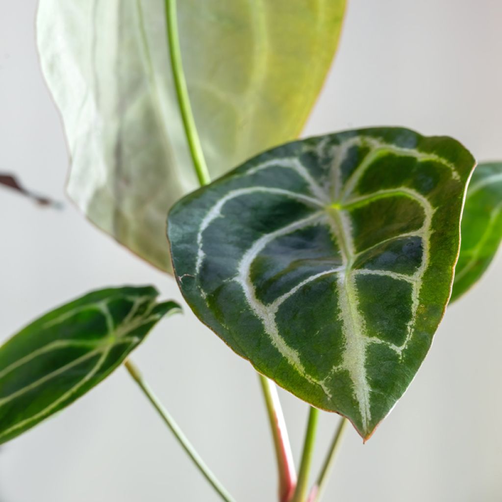 Anthurium forgetii - Aderplant