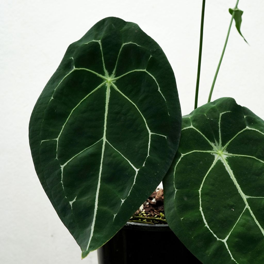 Anthurium forgetii - Aderplant