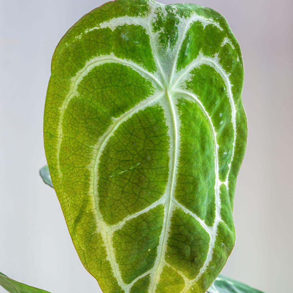 Anthurium forgetii - Aderplant