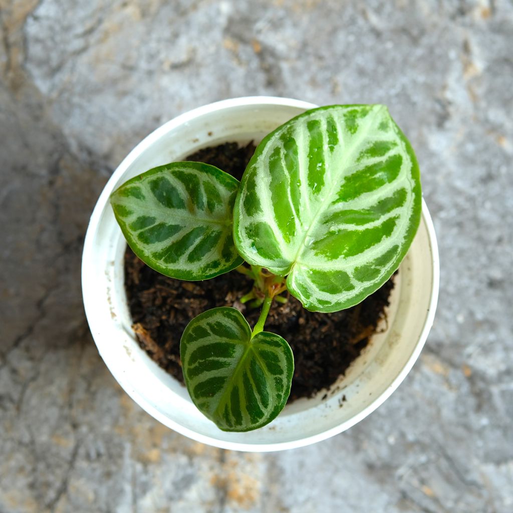 Anthurium Crystal Hope - Aderplant