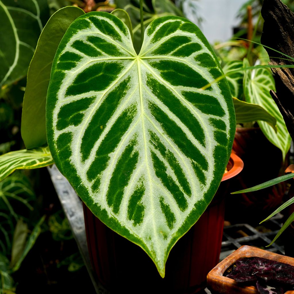 Anthurium Crystal Hope - Aderplant
