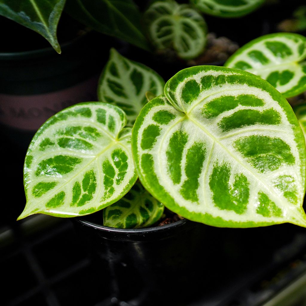 Anthurium Crystal Hope - Aderplant