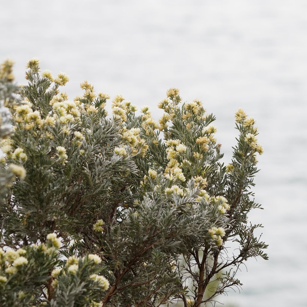 Anthyllis barba-jovis - Wondklaver