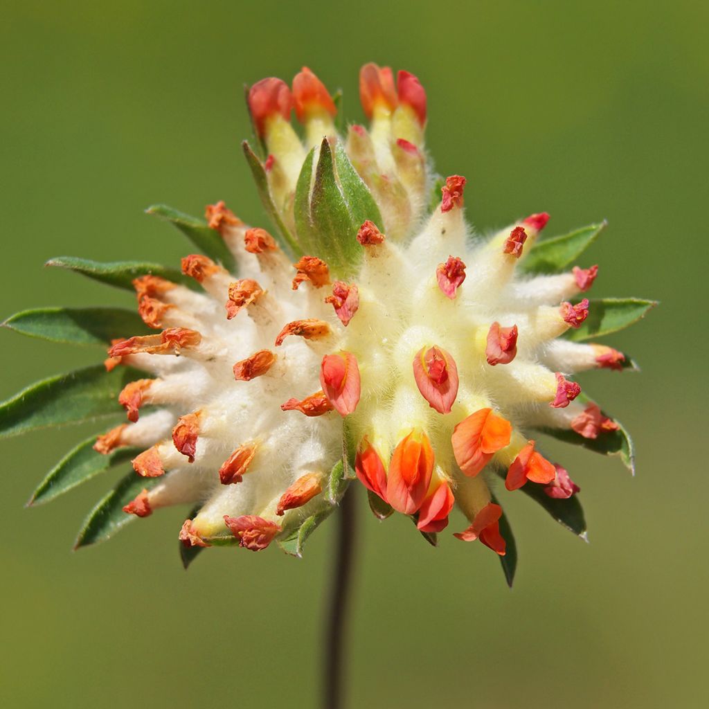 Anthyllis vulneraria var. coccinea - Wondklaver