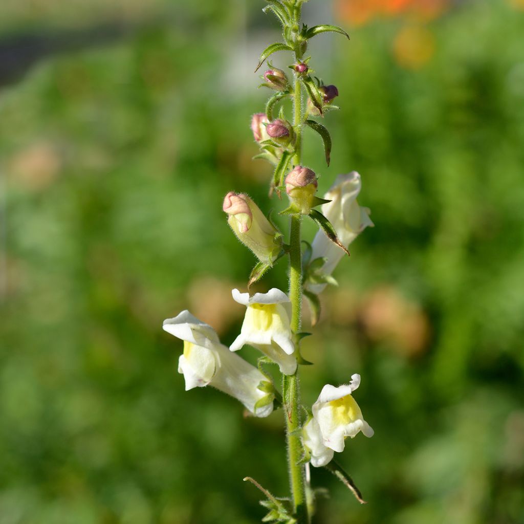 Antirrhinum braun-blanquetii - Leeuwenbek