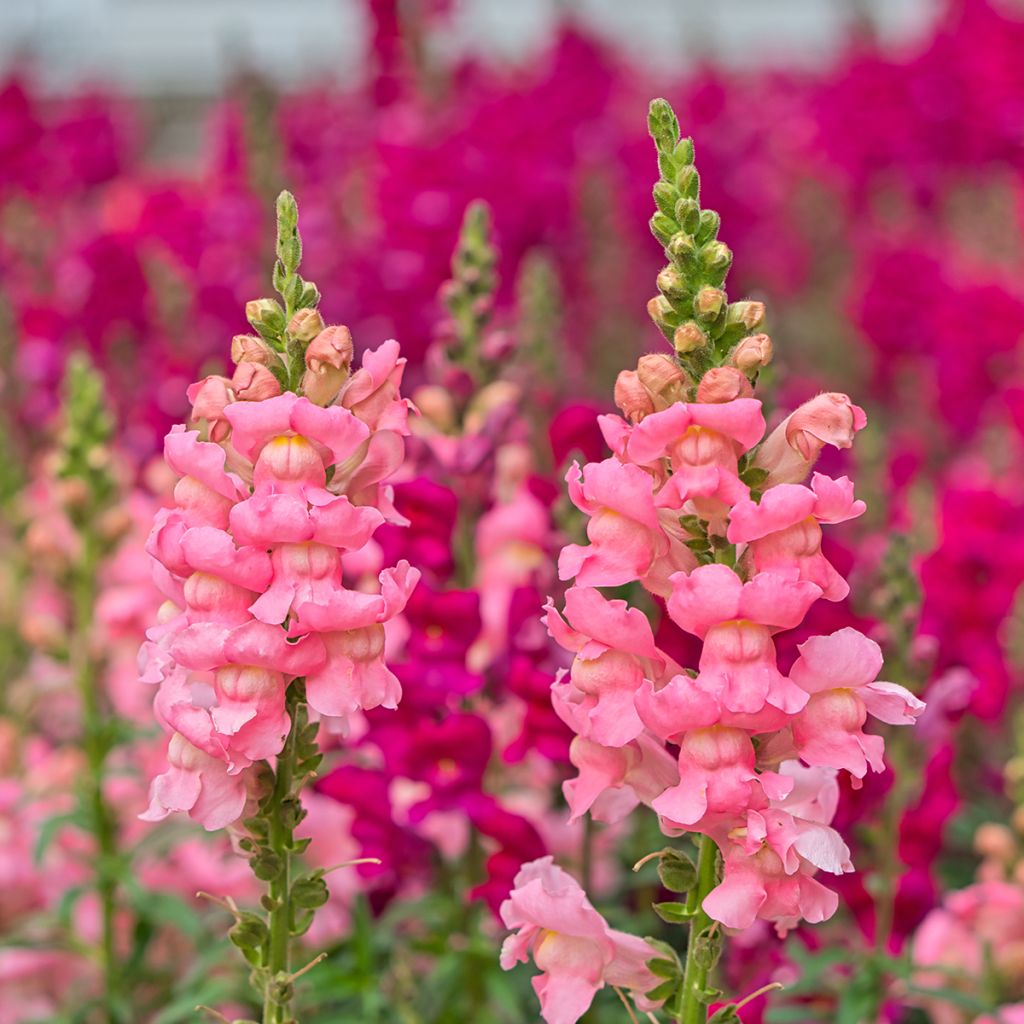 Leeuwenbek Pretty in Pink Pmoore07 - Antirrhinum majus