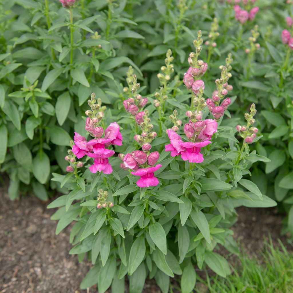 Leeuwenbek Pretty in Pink Pmoore07 - Antirrhinum majus