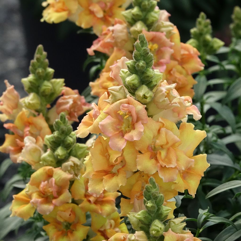 Leeuwenbek Sweet Duet Citrus (zaad) - Antirrhinum majus