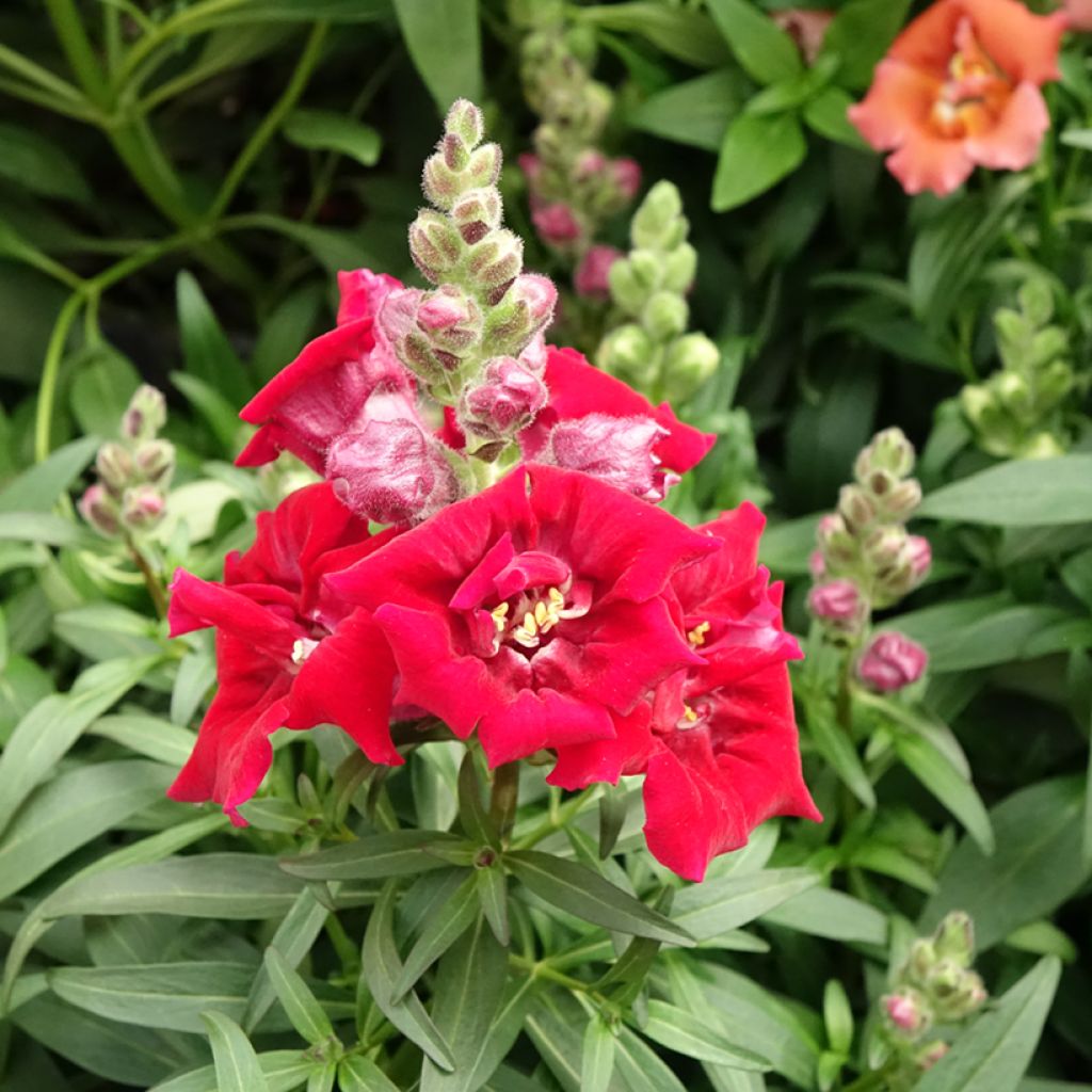 Leeuwenbek Sweet Duet Deep Red (zaad) - Antirrhinum majus