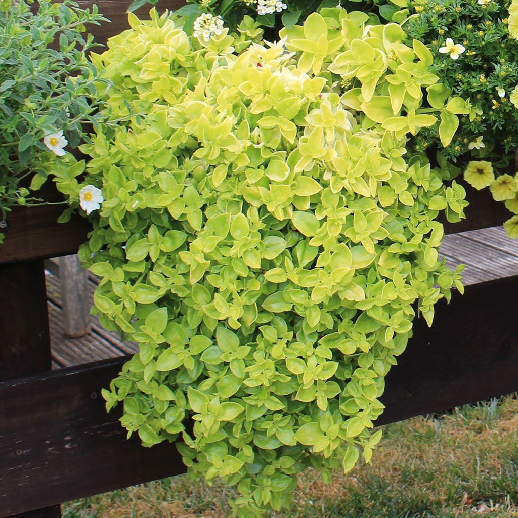 Aptenia Golden Cascade