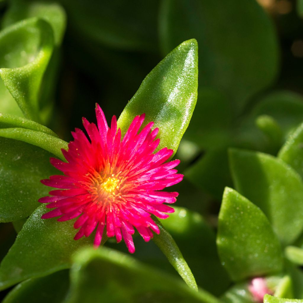 Aptenia cordifolia - Ficoide ou Apténie à feuilles en coeur