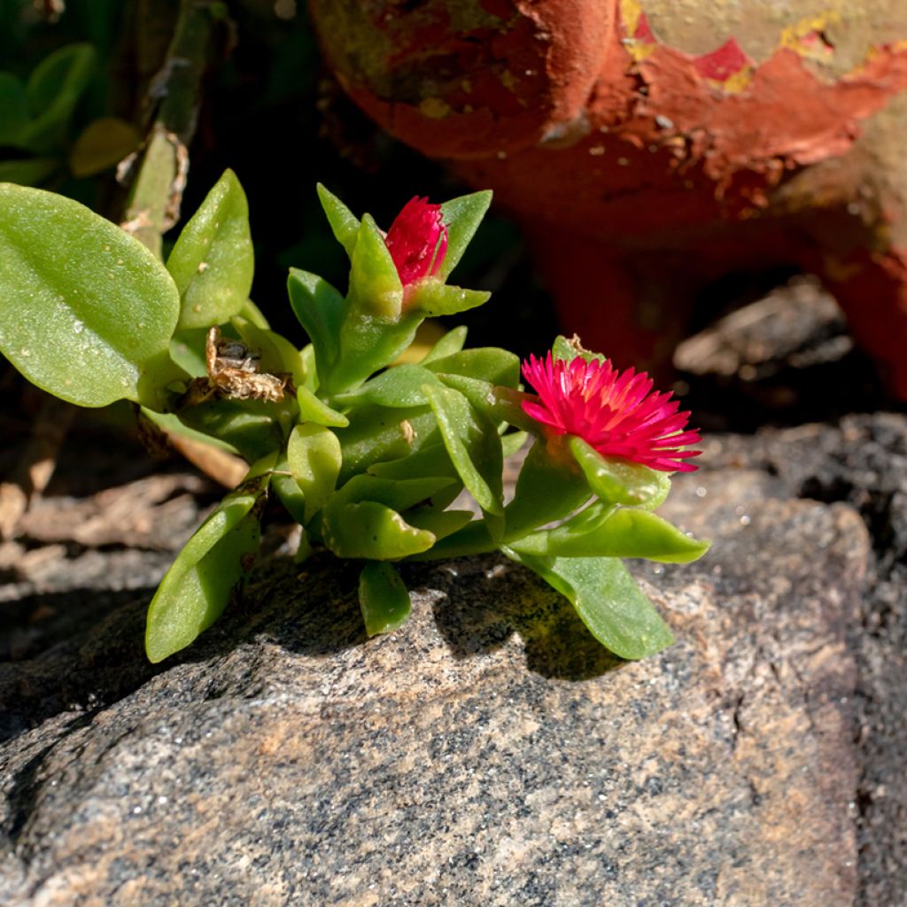 Aptenia cordifolia - Ficoide ou Apténie à feuilles en coeur