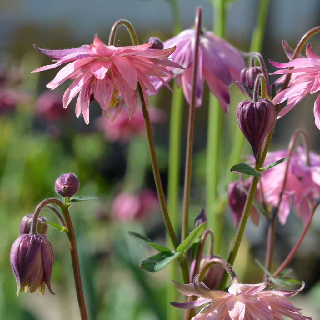 Akelei Rose Barlow - Aquilegia vulgaris