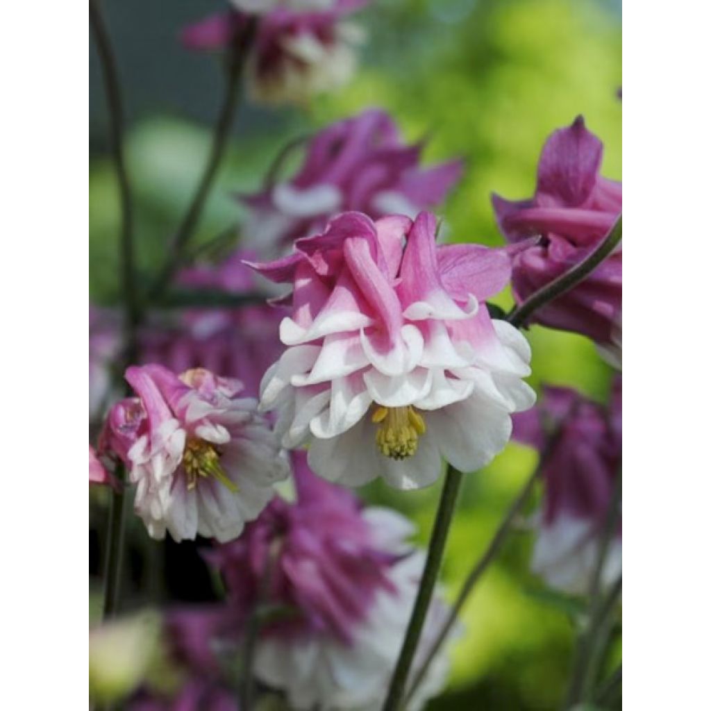 Akelei Pink Petticoat (zaad) - Aquilegia vulgaris