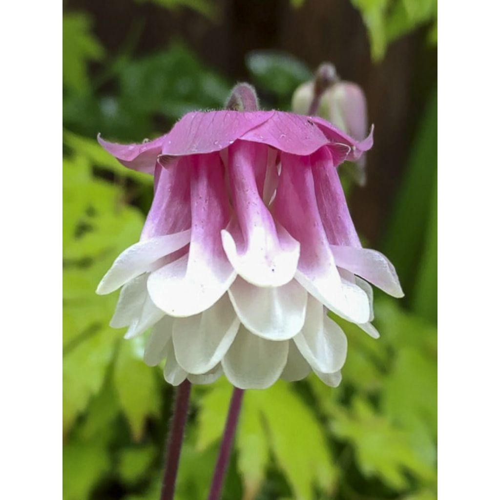 Akelei Pink Petticoat (zaad) - Aquilegia vulgaris