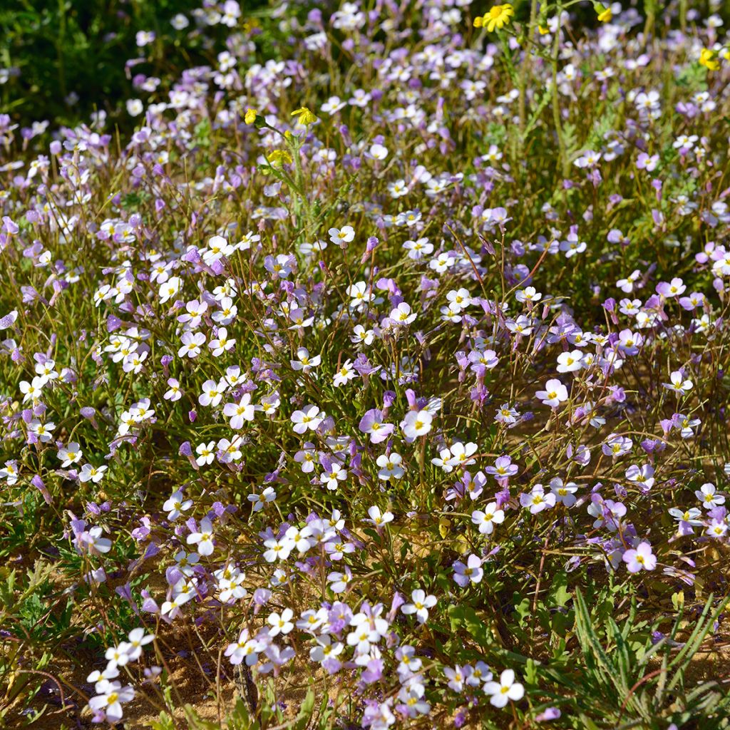 Arabis caucasica Rosea - Randjesbloem