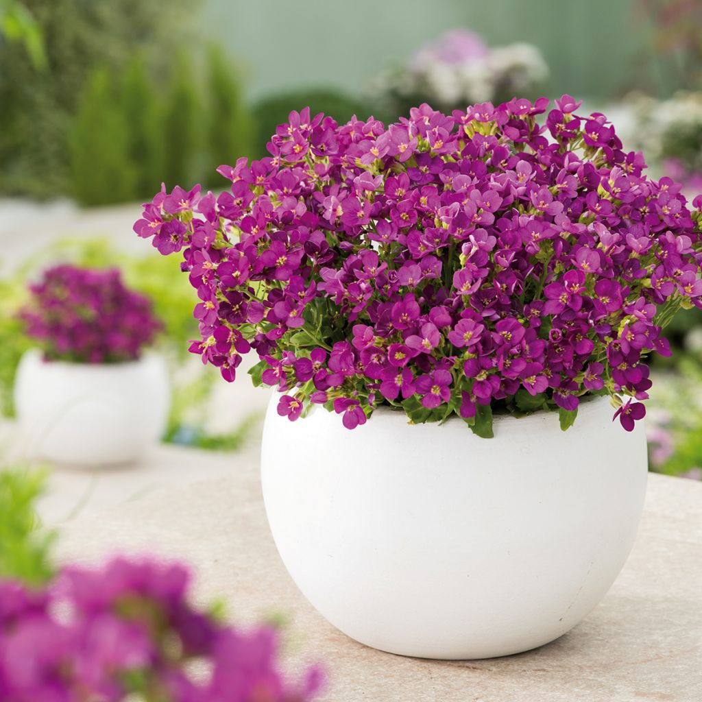 Arabis caucasica Aubris Deep Rose - Randjesbloem roze