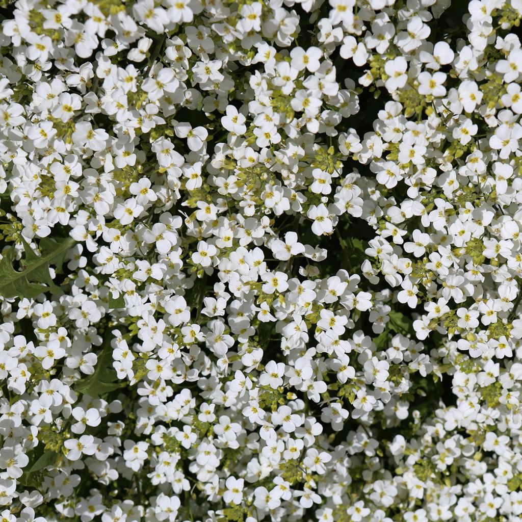 Arabis Snowcap - Randjesbloem