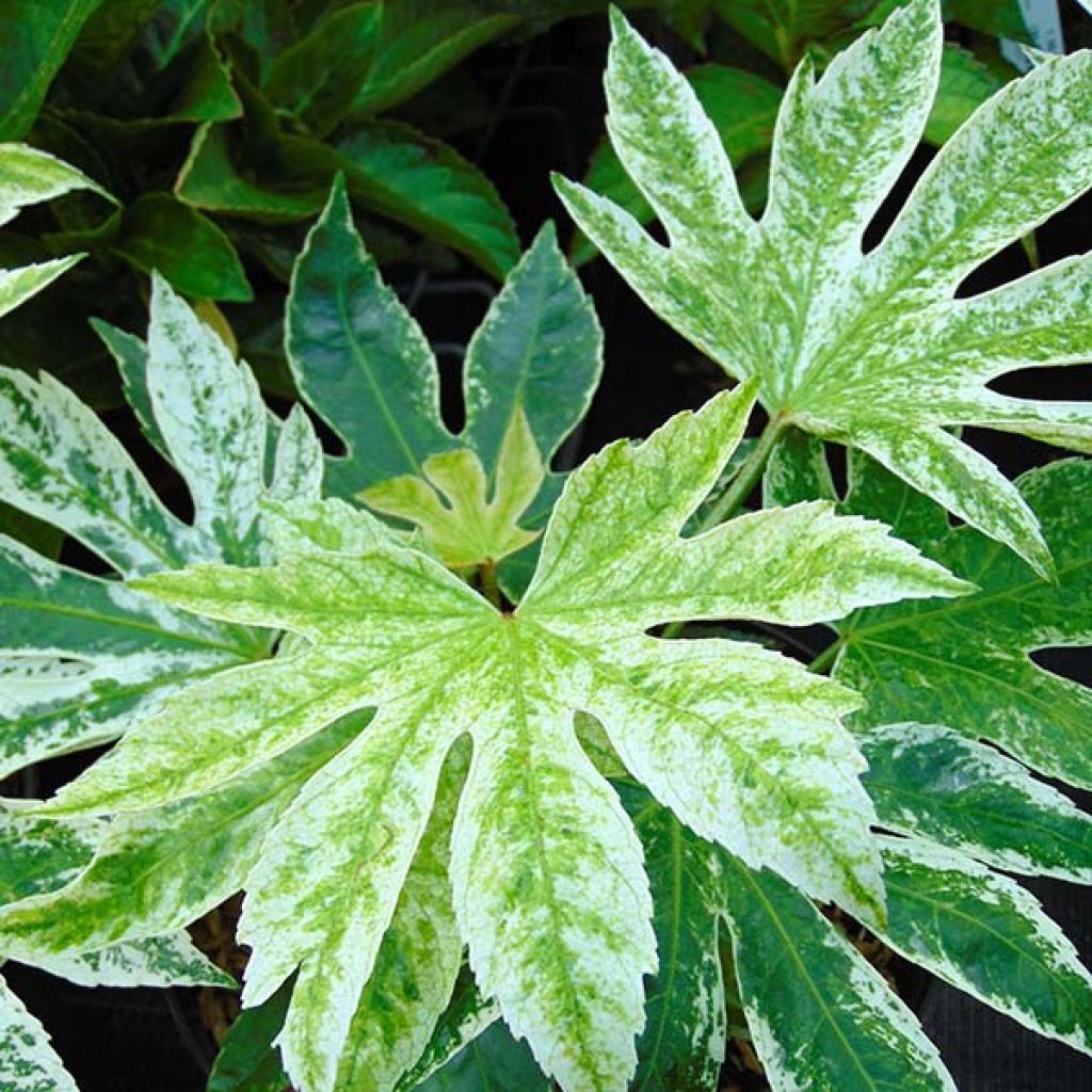 Fatsia japonica Spiders Web - Vingerplant