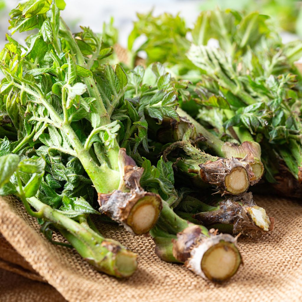 Aralia elata - Duivelswandelstok