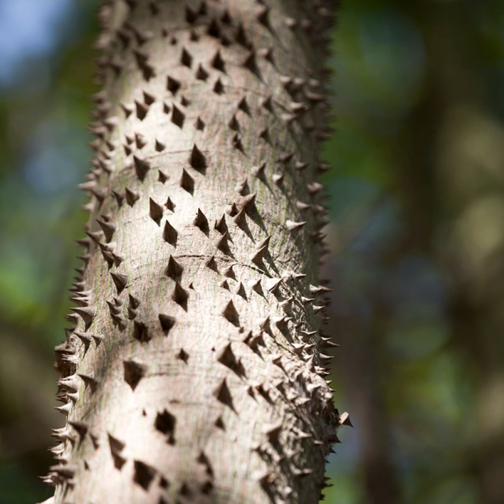 Aralia spinosa - Duivelswandelstok