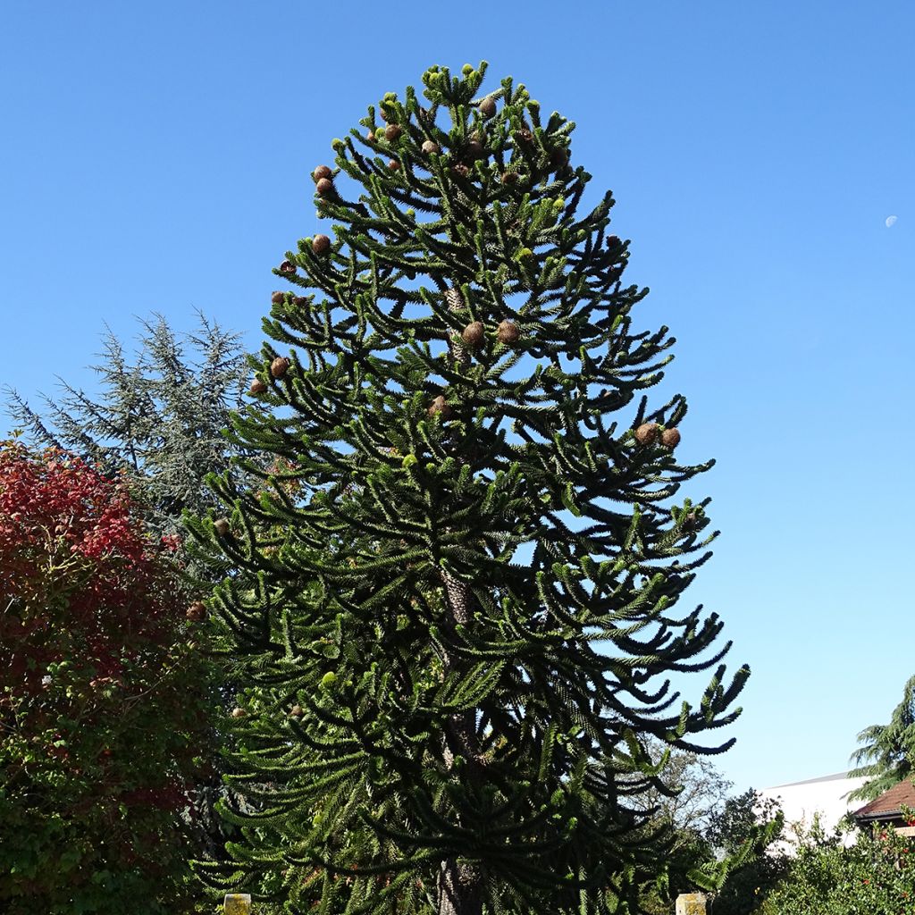 Araucaria araucana - Apenboom
